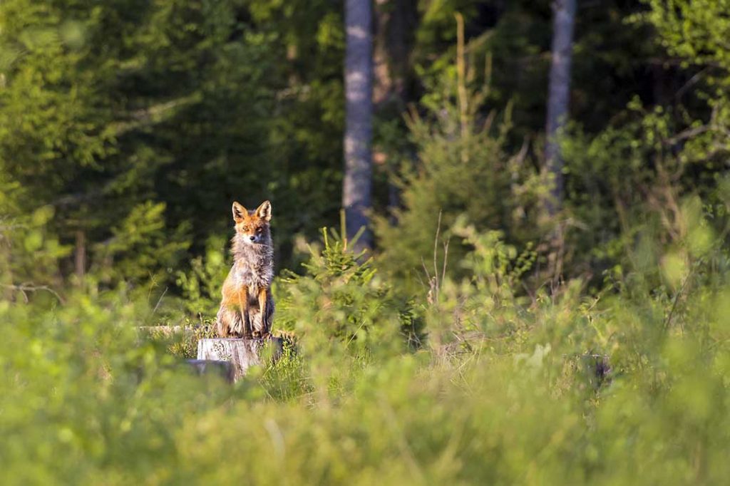 Comment utiliser une caméra de chasse ? - Dimanche-sans-chasse