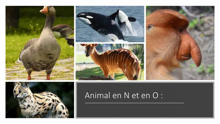 Animal en N et animal en O - Dimanche-sans-chasse