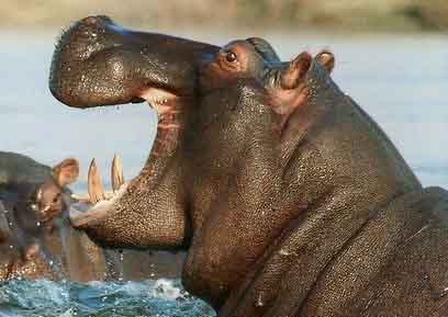 Un hippopotame avec la mâchoire ouverte