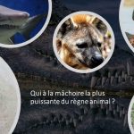 Quelques animaux avec une mâchoire puissante : crocodile, requin, hippopotame, hyène, loup ...