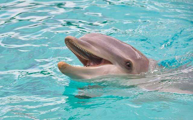 un dauphin qui sort la tête de l'eau