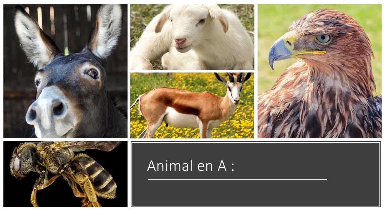 Animal En A Liste Complete Dimanche Sans Chasse