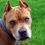 American Pitbull Terrier : tout savoir sur ce chien