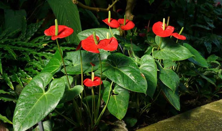 Image d'anthuriums avec des fleurs rouges