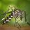 Piqûres d’insectes : Comment les éviter ? Quels remèdes en cas de piqûres ?
