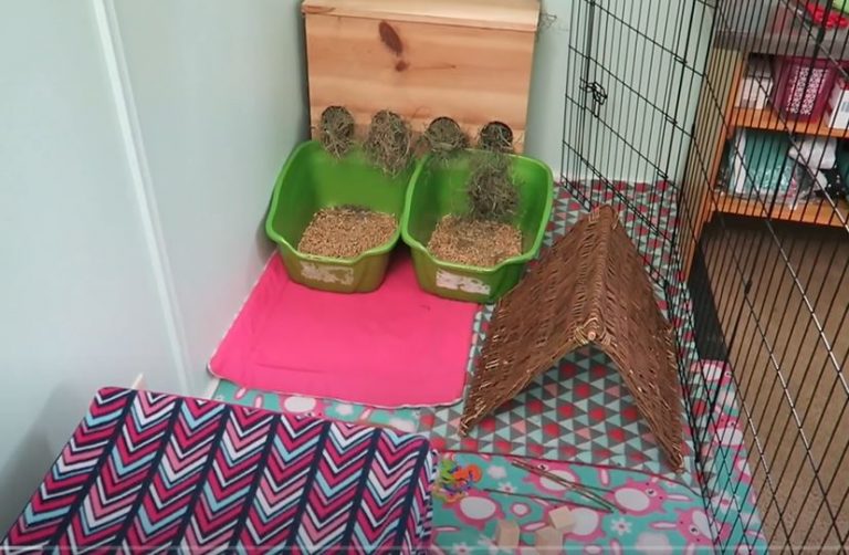 Idées d’aménagements pour cages à lapins nains 6