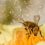 Pourquoi les abeilles font-elles du miel ?