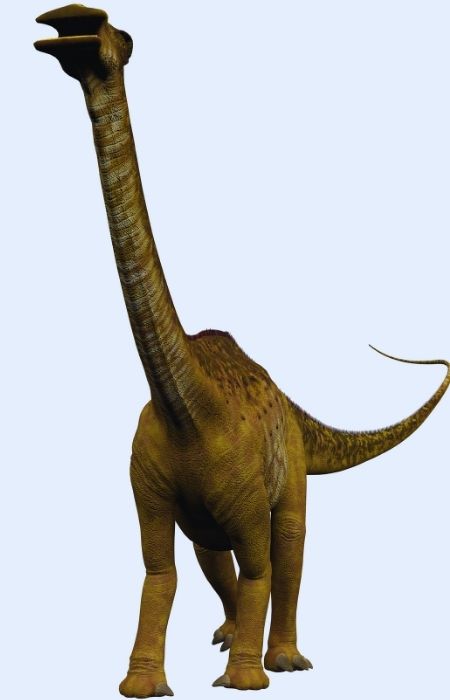 Nigersaurus (dinosaure à 500 dents)