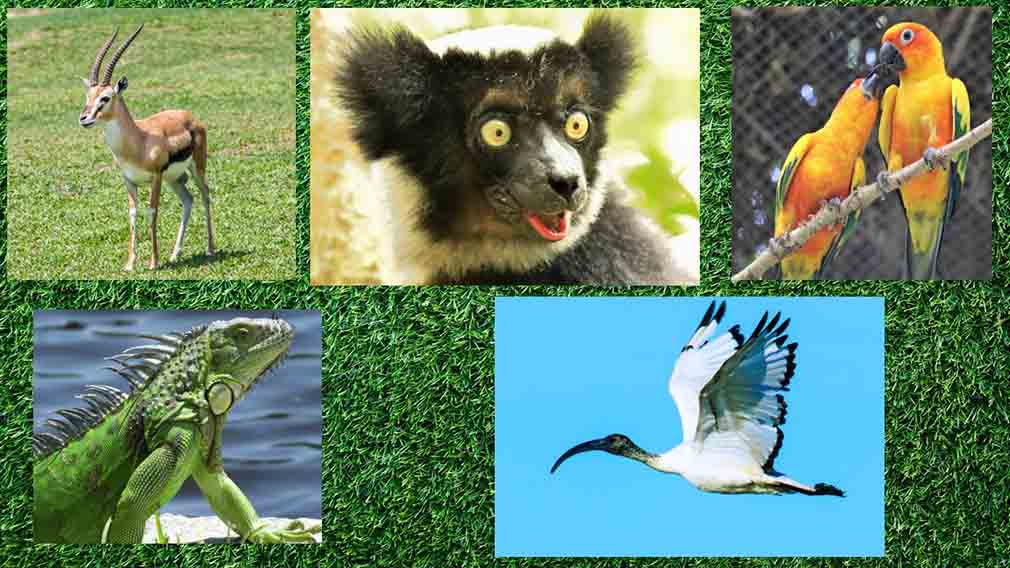 Animal enI : Ibis sacré, Iguane, Impala, Indri et Inséparable