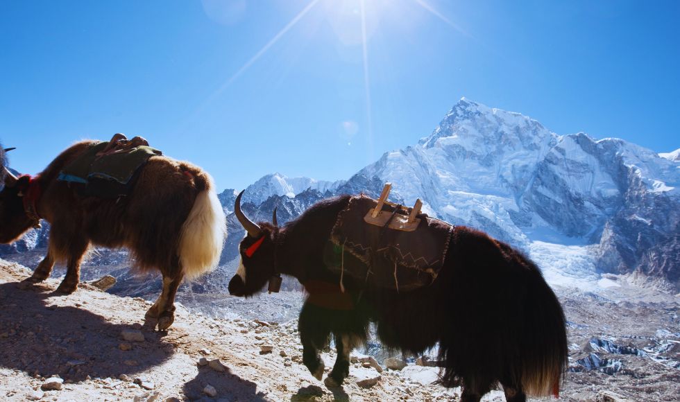 Des yaks qui marchent dans la montagne