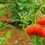 Peut-on manger des tomates qui ont été traitées avec de la bouille bordelaise ?