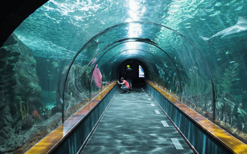 Un aquarium de type "tunnel"
