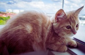 Un chat en appartement ( au bord d'une fenêtre)