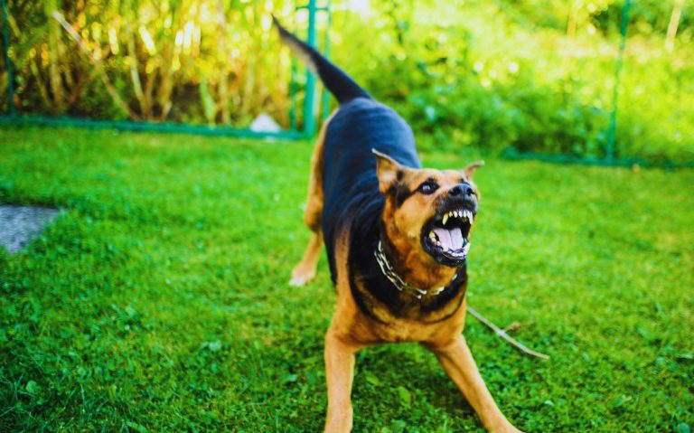 Un chien d'attaque en colère