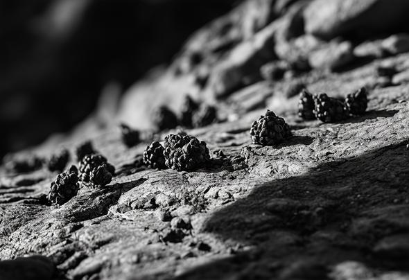 Image monochrome présentant des excréments de loup sur un sol rocailleux, avec des ombres accentuant la texture rugueuse et un éclairage latéral dramatique.