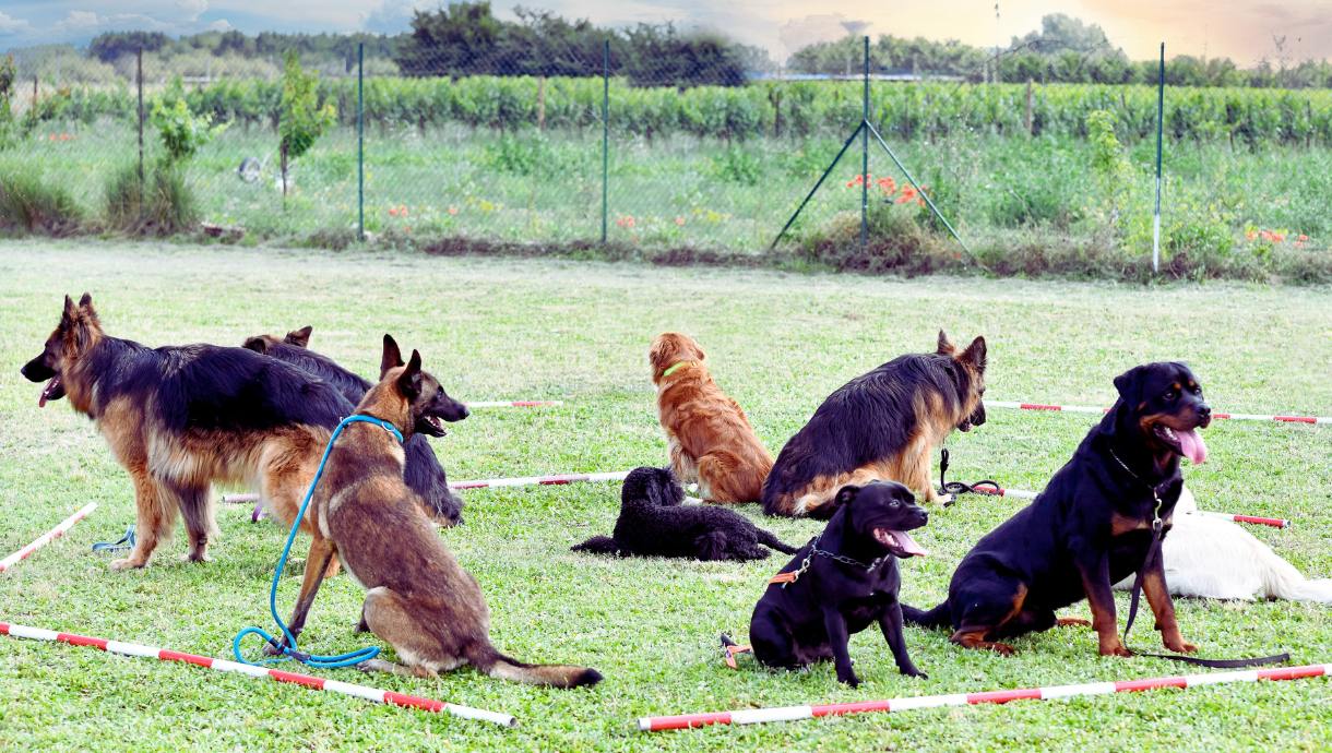 Plusieurs chiens en cours d'éducation