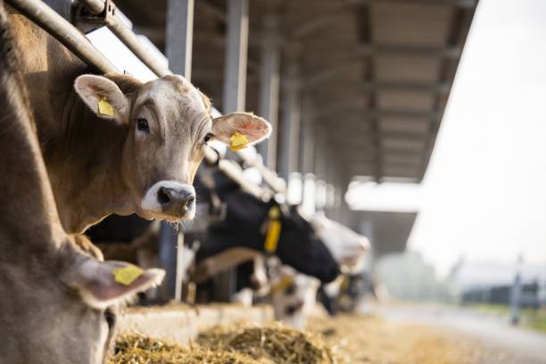 élevage cheptel matériel agricole
