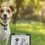 Comment choisir la meilleure mutuelle pour votre chien de compagnie selon ses besoins