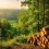 Combien de m³ de bois produit un hectare de forêt ?