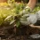 Datura : comment s&rsquo;en débarrasser sans danger dans votre jardin