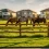 Chevaux et voisinage : la distance légale à respecter des habitations
