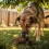 Chien qui mange ses crottes : 7 trucs qui fonctionnent vraiment