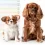 Poids du Cavalier King Charles : tableau par âge et repères santé